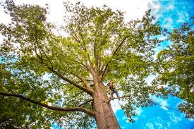 Best Storm Damage Tree Cleanup  in Lewistown, IL