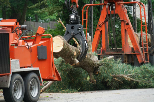 Best Arborist Consultation Services  in Lewistown, IL