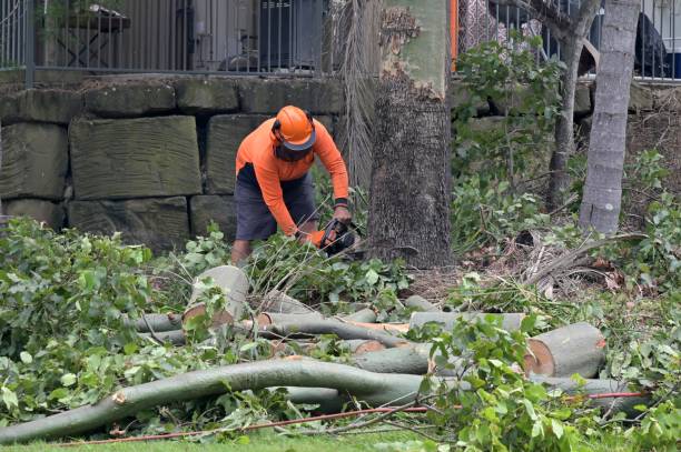 Best Commercial Tree Services  in Lewistown, IL